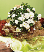 Weihnachtlicher Azaleenzauber