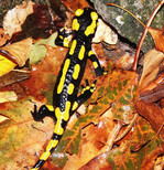 Fledermäuse wie z.B. das Große Mausohr, Feuersalamander und Erdkröten finden im Schloss Heidelberg Winterquartier