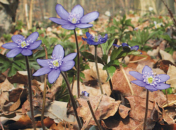Blume des Jahres 2013: Leberblmchen