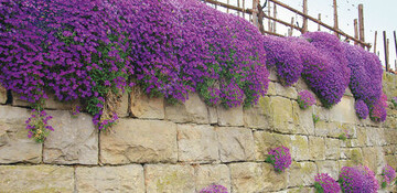 Trockenmauer mit <i>Aubrieta</i>