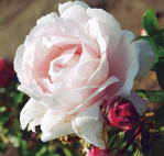 Die Namenspatronin Constanze Mozart