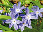 Blaustern (Chionodoxa lucilia)