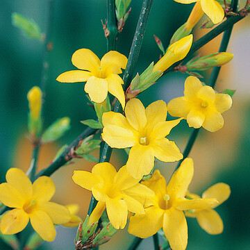 Winterjasmin