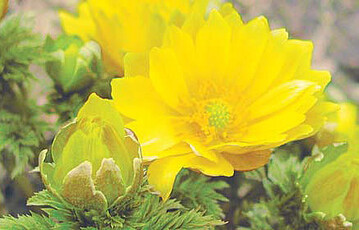 Filigranes Adonisrschen