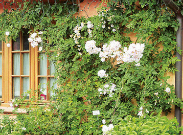 Ramblerrose am Landhaus Ettenbhl