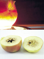 Oben: Neue Methode - Apfel mittels Licht testen. Unten:
Alte Methode - aufgeschnittener Apfel mit
Kernhausbräune