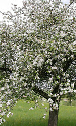 Obstbäume – auch solche in Streuobst-
wiesen – dürfen das ganze Jahr über
geschnitten werden
