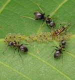 Ameisen halten Blattläuse wie Gefangene