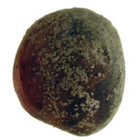 <i>Monilia fructicola</i> auf Aprikose