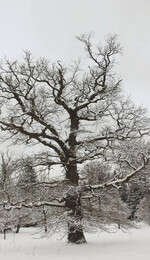 Der Zustand der Eichen bereitet dem
baden-württembergischen Landwirtschaftsministerium
Sorge