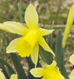 Wilde Narzissen im Eifeler Naturpark