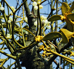 Mistelbeeren reifen ab Dezember