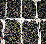 Schwarze
Johannisbeeren im Erwerbsanbau
dienen vorwiegend der Verarbeitung