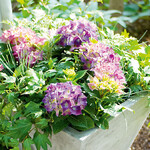 Mit dicken Dolden setzen sich
Hortensien in
Szene, eingebettet in locker rankendes Efeu und feine Gräser