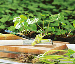 Mit einer Reibe lässt sich der Spross
zerkleinern