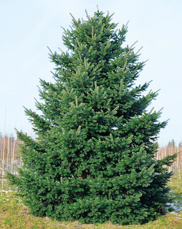 Nordmann-Tanne