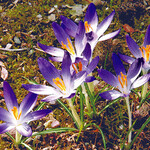 <i>Krokus vernus</i>