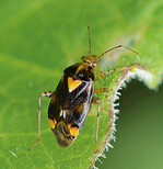 Eine ausgewachsene Gepunktete
Nesselwanze ist ca. 4,5 mm lang