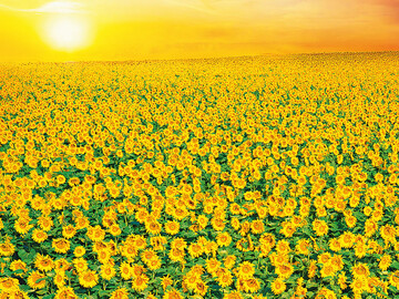 Junge Sonnenblumen richten ihre Blten nach dem Verlauf der Sonne aus.