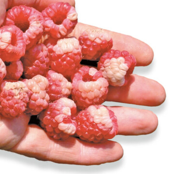 Frchte wie Himbeeren reagieren auf die zunehmenden Hitzeperioden zum Teil mit Sonnenbrand