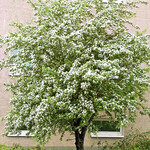 Der Eingriffelige Weißdorn bildet schöne Strauch- oder Baumformen