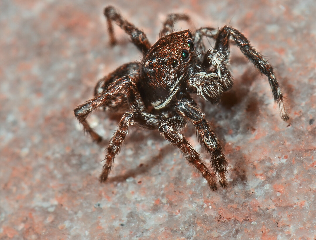 Kleine Springspinne, Sitticus saxicola