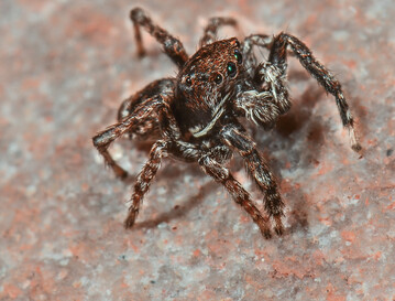 Kleine Springspinne, Sitticus saxicola