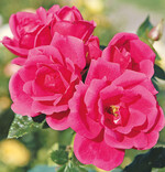 Die kräftig
pinkfarbene Rose ‘Gartenfreund’
überzeugt durch ihre Blattgesundheit