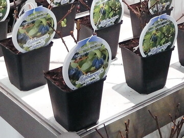 Die Honigbeeren-Linie Myberry von Kordes wurde auf der Fruchtwelt Bodensee als Europa-Premiere vorgestellt.