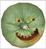 Halloween: Nacht der bösen Geister