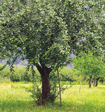 Für Mundräuber werden üblicherweise
ungepflegte Obstbäume wie dieser Apfelbaum
freigegeben.