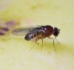 Überreifes Obst lockt Fruchtfliegen an