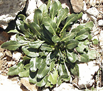 Seltene griechische Zuckerrben-Wildart <i>Betanana </i>