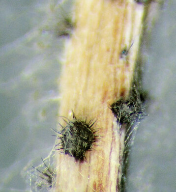Wie kleine Igel sehen die Sporenkrper von <i>C. acutatum</i>
an einem Silberwurzblattstiel aus 