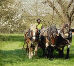 Die Kaltblüter ziehen eine Wiesenschleppe, der Zug
wird gelenkt von Erhard Schroll
