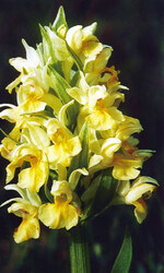 Bereits ab April blüht das Holunder-Knabenkraut