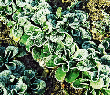 Feldsalat: Jetzt reichhaltigen Wintersalat genieen