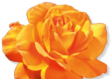 Mainau-Rosenknigen 2014: Edelrose Tea Time