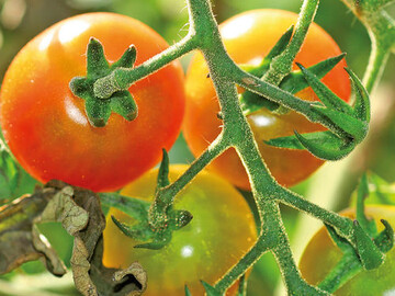 An Tomaten und Kartoffeln soll die Wirkung spezieller Nutzpilze als biologische Pflanzenschutzmittel
untersucht werden.
