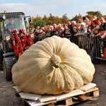 Der Sieger-Kürbis 2015 beim Transport zur Waage
