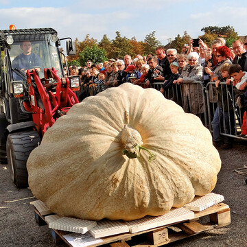 Der Sieger-Krbis 2015 beim Transport zur Waage
