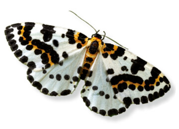 Der Stachelbeerspanner  bunter Harlekin