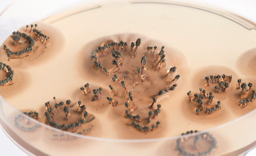 Der Pilz Penicillium vulpinum dient zur Erforschung der stillen Gene