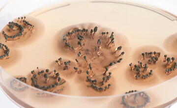 Der Pilz Penicillium vulpinum dient zur Erforschung der stillen Gene