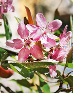 Dieser bereits fruchttragende Zierapfelbaum in Reutlingen blühte wie viele Obst- und Ziergehölze Anfang September