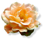 Mainau-Rosenkönigin 2013: Strauchrose ‘Westerland’