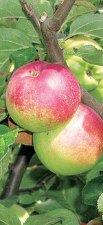 Die kantigen Früchte sind teils kalvillartig
gerippt