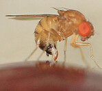 Kirschessigfliege bei der Eiablage auf einer Süßkirsche