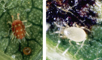Links: Rote Spinne; rechts: Raubmilbe