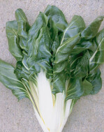 Bei Stielmangold weisen die Blätter sehr hohe Lutein-Gehalte auf, die weißen
Stiele sind praktisch
luteinfrei